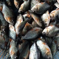 大量熱銷 淡水白鯧魚苗批發 鯧魚苗 魚類養殖 魚苗供應