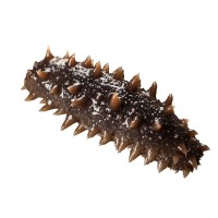 即食海參汲氏水產(chǎn)大連海參批發(fā)工廠(chǎng)直達(dá)冷凍海參海鮮水產(chǎn)遼刺參