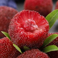 浙江仙居?xùn)|魁楊梅鮮果新鮮水果現(xiàn)摘現(xiàn)發(fā)荸薺當季時令孕婦水果