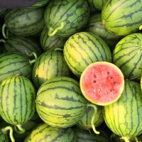 西瓜批發(fā)市場價格 西瓜批發(fā)商 西瓜產地 山東大棚西瓜產地