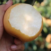 萊陽(yáng)五龍河水秋月梨新鮮對(duì)肺好多汁皮薄很甜潤(rùn)潴河5斤裝萊陽(yáng)大梨 2箱起批
