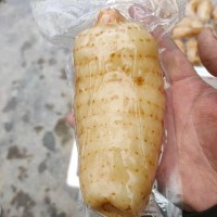 鮮天麻真空保鮮天麻一個(gè)一袋酒店冰鎮(zhèn)天麻片天麻食材長(zhǎng)期批發(fā)