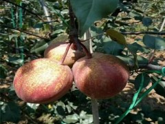 梨樹嫁接桃樹：一場跨越屬種的園藝實驗