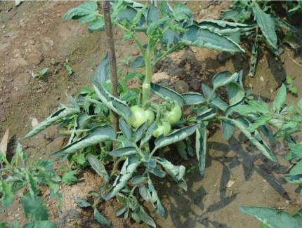 番茄開花后，這樣管理讓果實掛滿枝頭