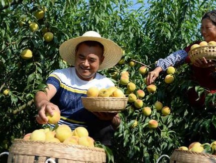 黃桃樹種植與管理：從選地到豐收的黃金法則