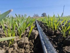 冬小麥越冬前田間管理技術