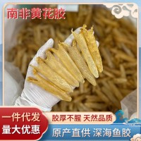 南非170頭黃花膠天然魚膠筒花膠一德路海味干貨批發一件代發